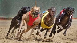 Forzza Casino Live Greyhound Races
